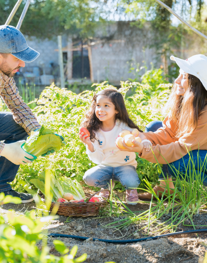 Niña cosechando en la huerta con sus papás.