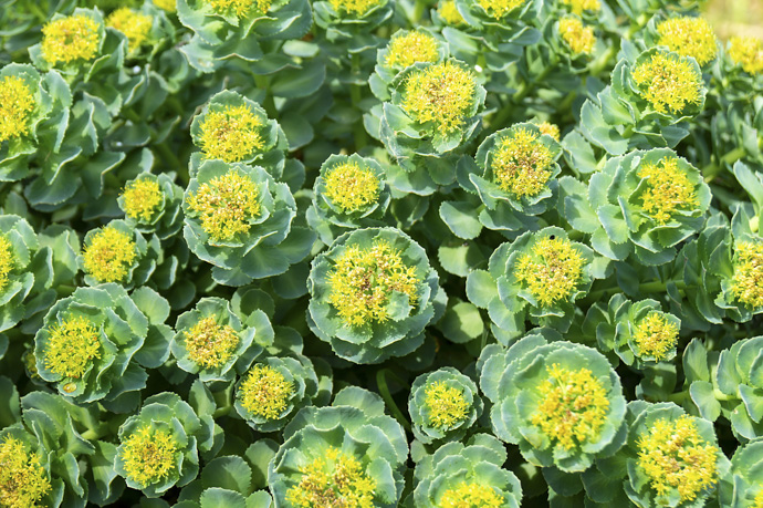 Rhodiola rosea, uno de los antidepresivos naturales más utilizados.