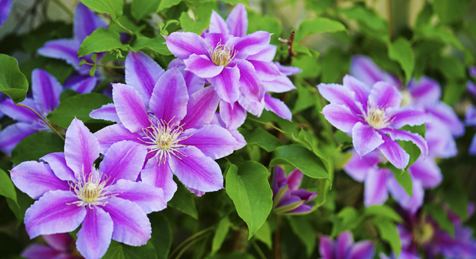 Clematis, una de las flores de Bach más utilizadas.