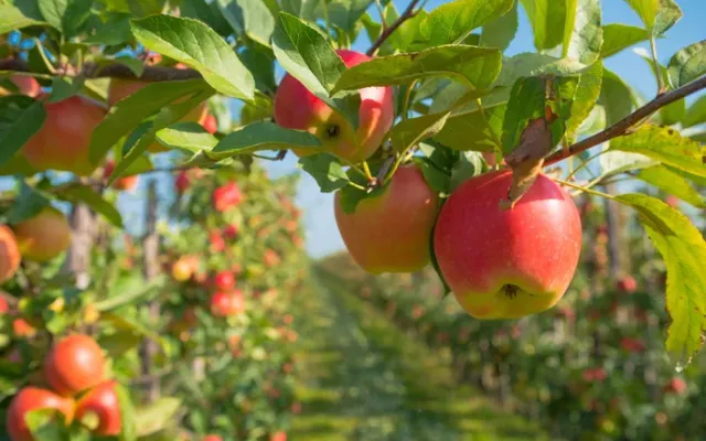 Un campo de cultivo de manzanas