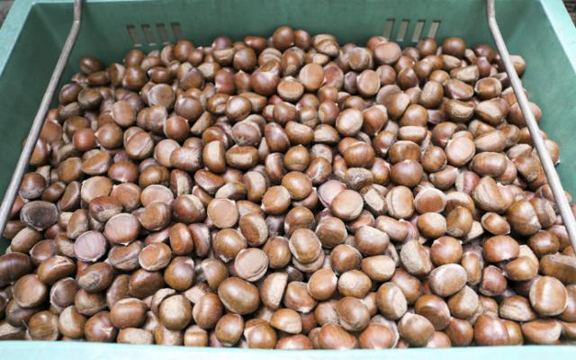 Cesta llena de castañas